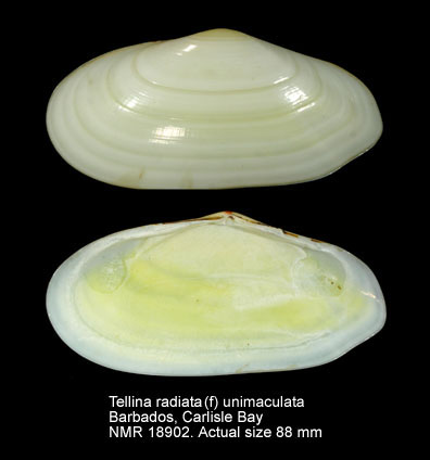 Tellina radiata (f) unimaculata.jpg - Tellina radiata (f) unimaculataLamarck,1818